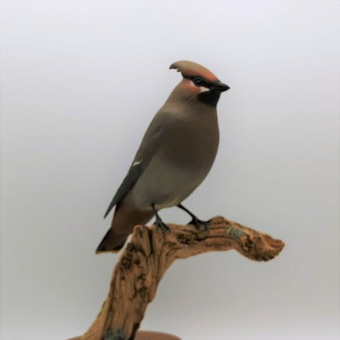 Bohemian Waxwing Reduced $1100 at Hunter Wolff Gallery
